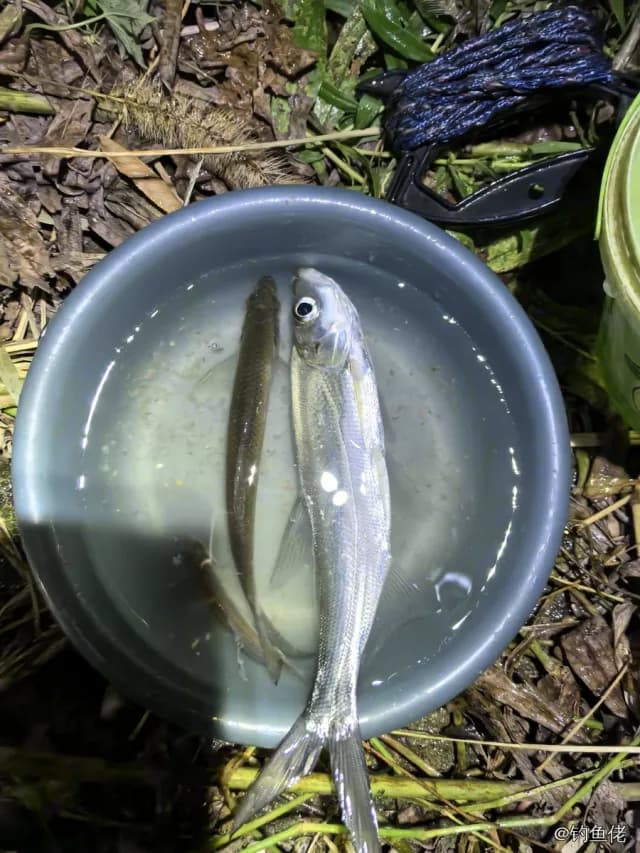 翘嘴鲌钓获 0.6kg