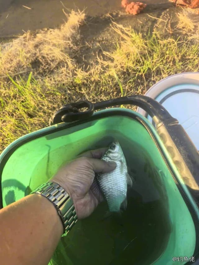 鲫鱼钓获 0.3kg