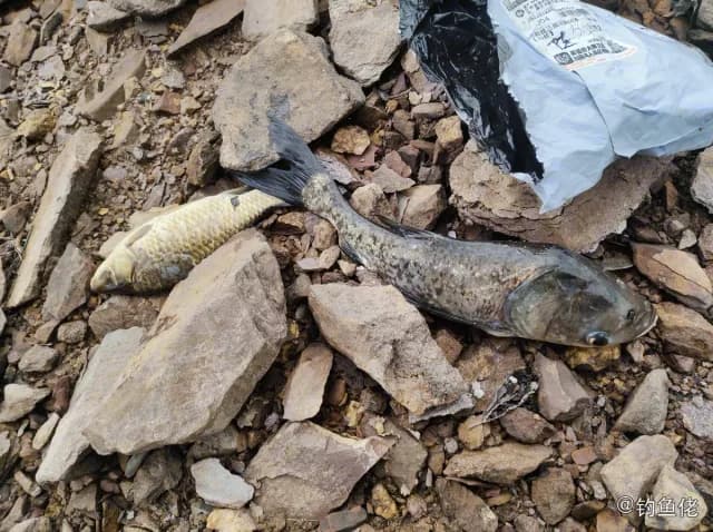 鳙鱼钓获 1.5kg