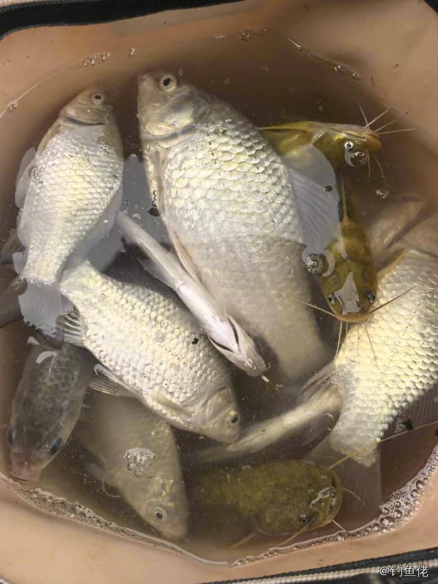 鲫鱼钓获 0.45kg