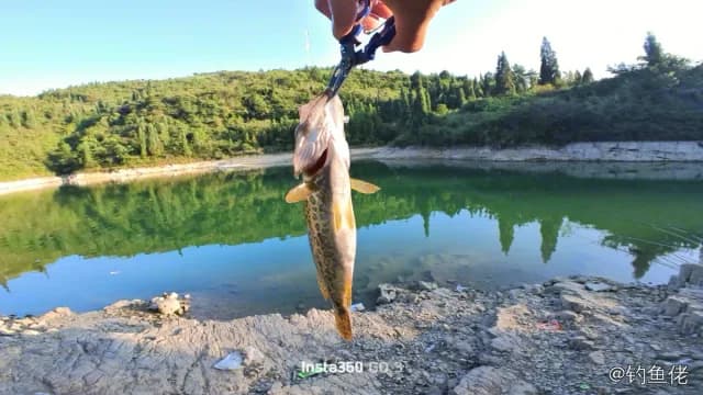 鳜鱼钓获 1kg