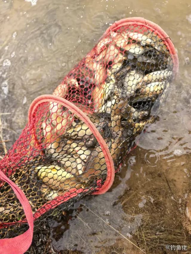鲫鱼钓获 0.4kg