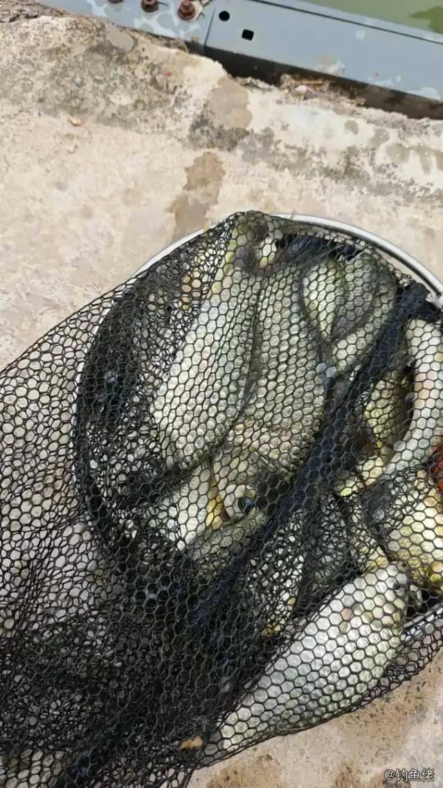 鲫鱼钓获 0.3kg