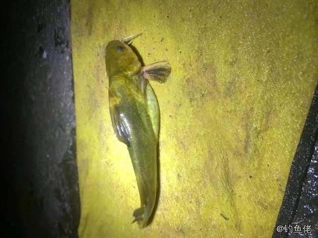 黄颡鱼钓获 0.03kg