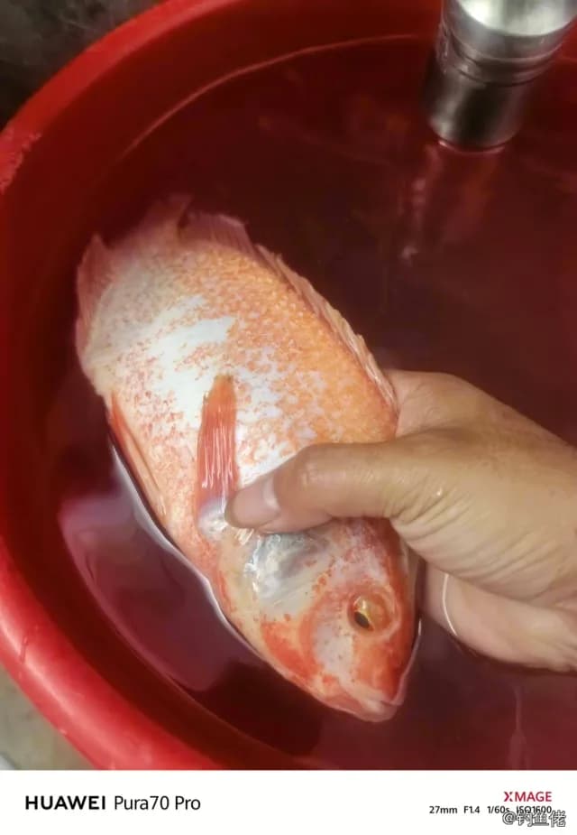 尼罗非鲫钓获 1.5kg
