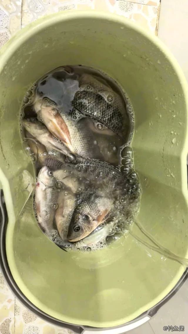 尼罗非鲫钓获 1.5kg