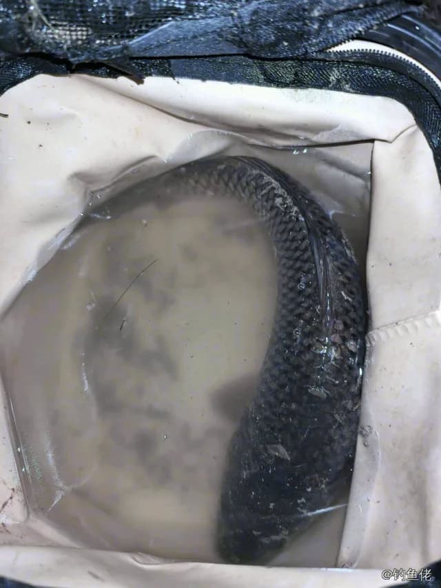 鲤鱼钓获 18kg