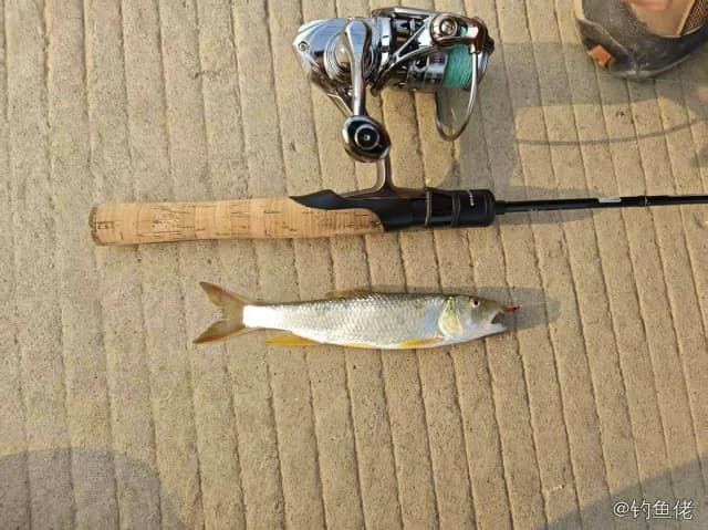 马口鱼钓获 0.01kg