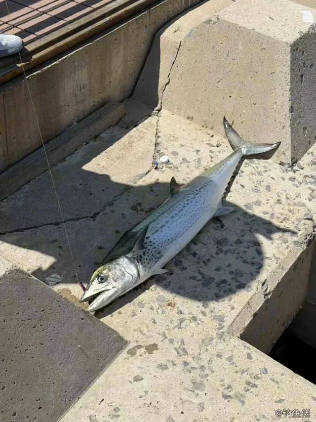 蓝点马鲛钓获 9kg