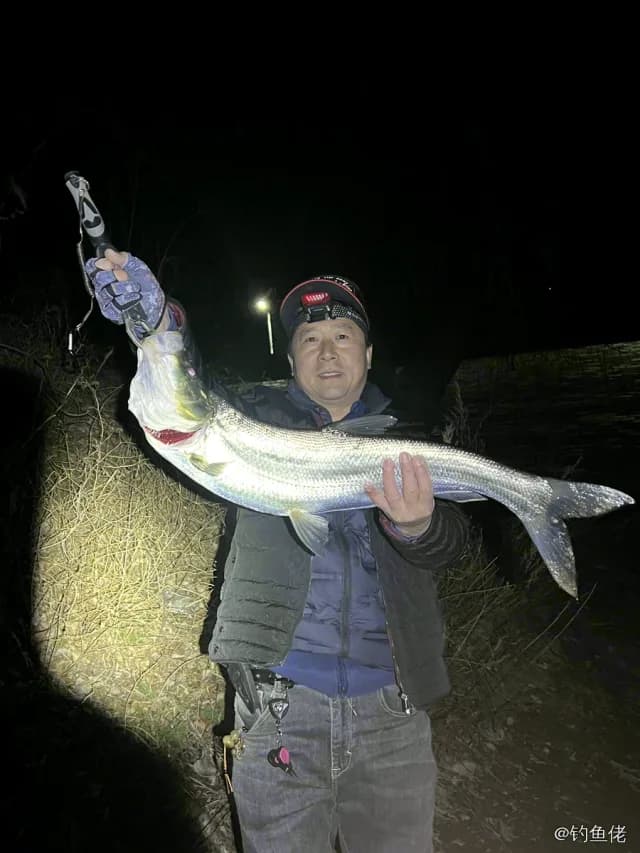 翘嘴鲌钓获 4kg