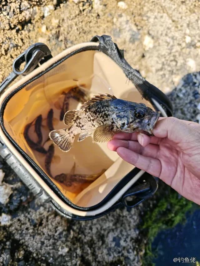 许氏平鲉钓获 0.5kg