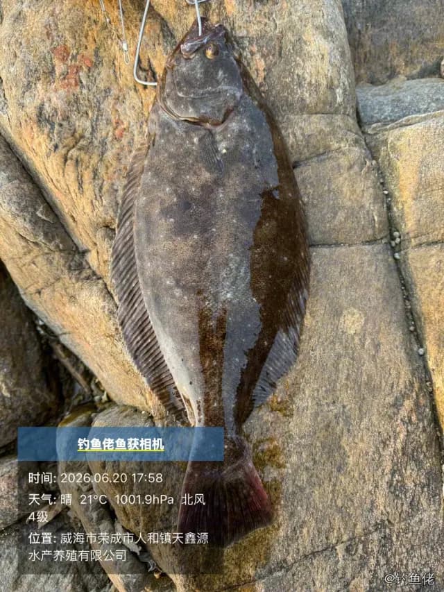 牙鲆钓获 0.9kg