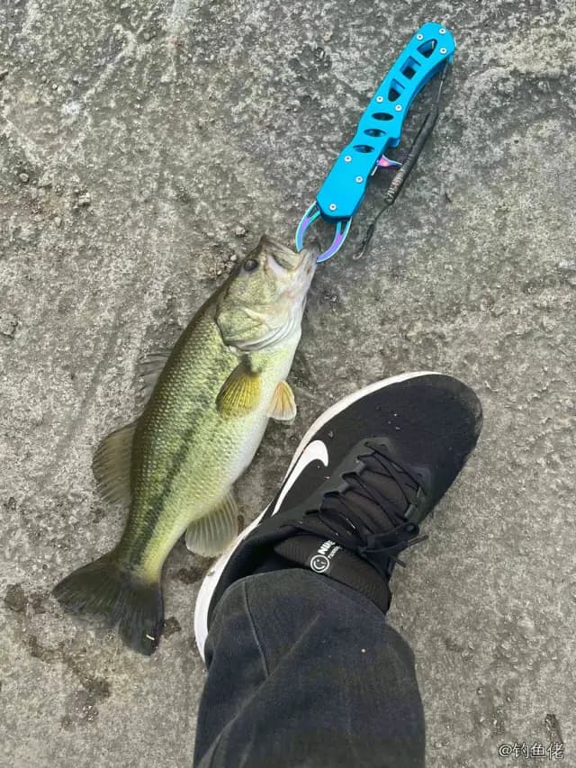 大口黑鲈钓获 0.7kg