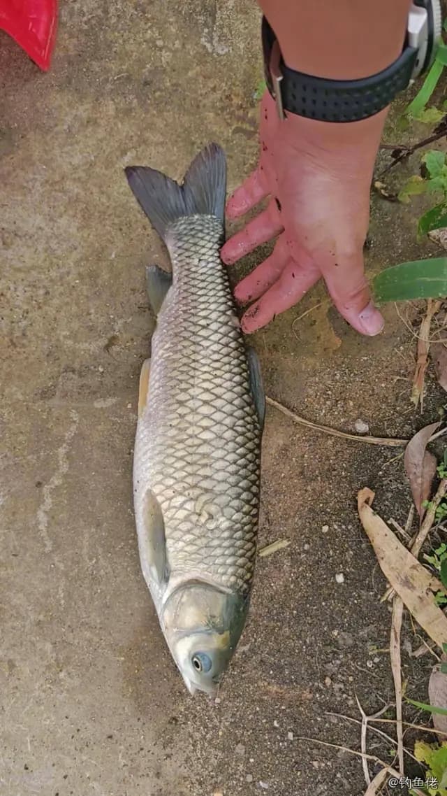 草鱼钓获 4.5kg