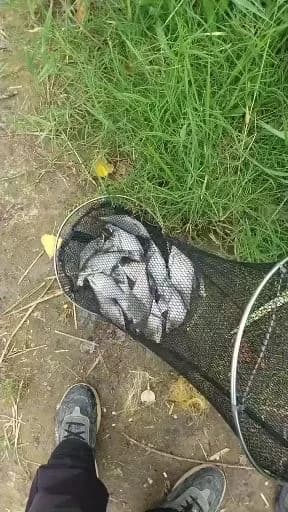 鳊鱼钓获 1.5kg
