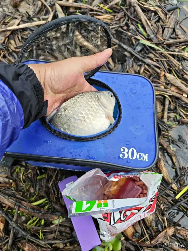 鲫鱼钓获 0.3kg