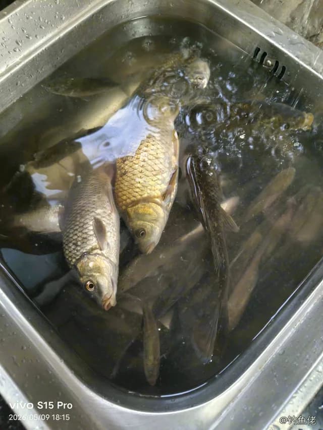 鲫鱼钓获 0.45kg