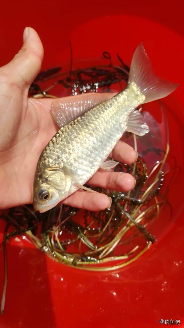鲫鱼钓获 0.15kg