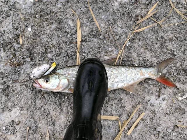 红鳍鲌钓获 2.7kg