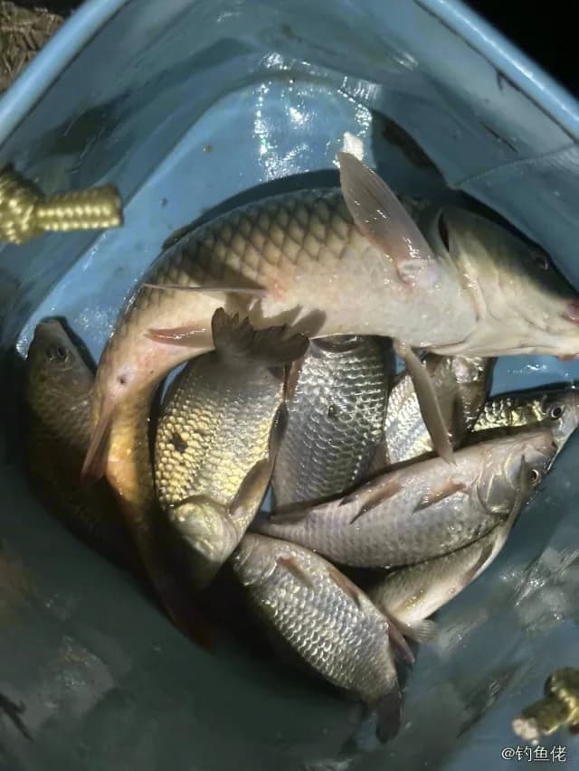 鲤鱼钓获 4kg