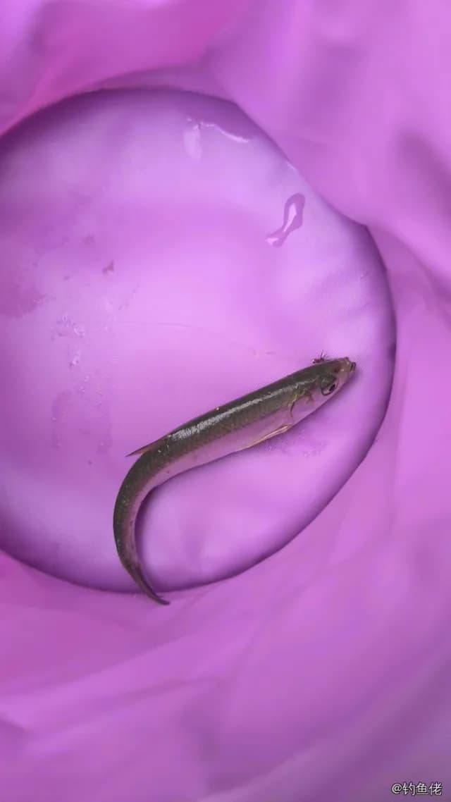 瓦氏雅罗鱼钓获 0.1kg
