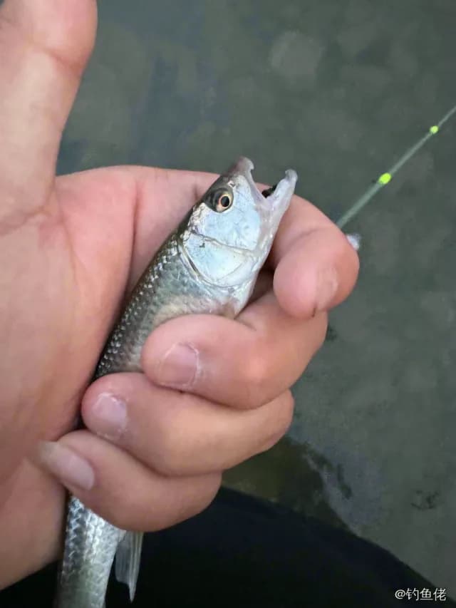 马口鱼钓获 0.01kg