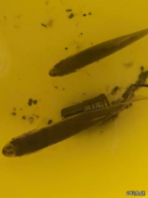 尖头大吻鱥钓获 0.1kg