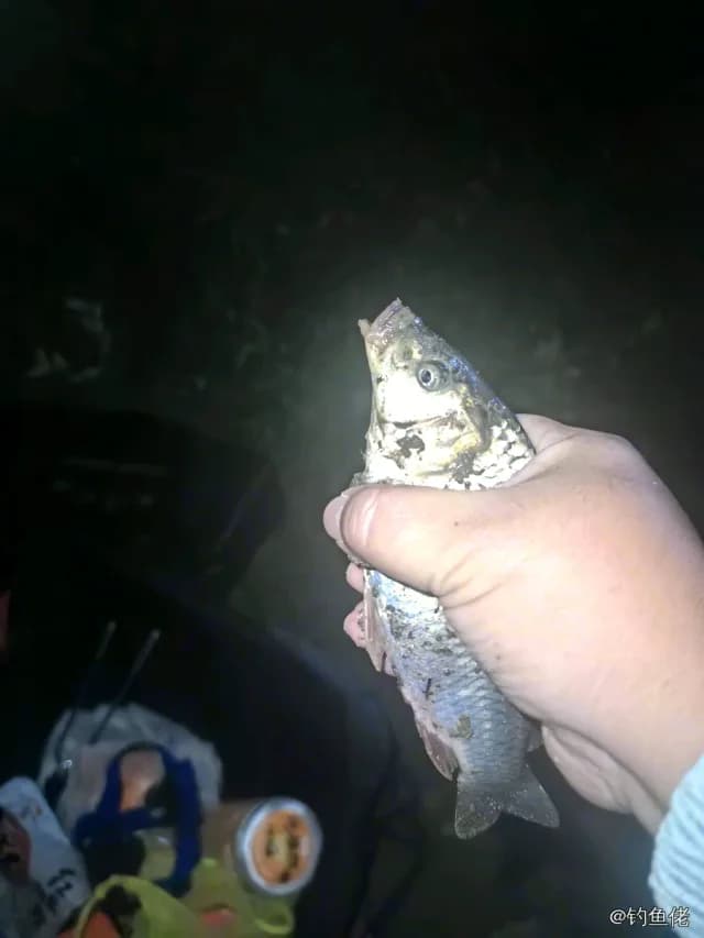 鲤鱼钓获 0.4kg