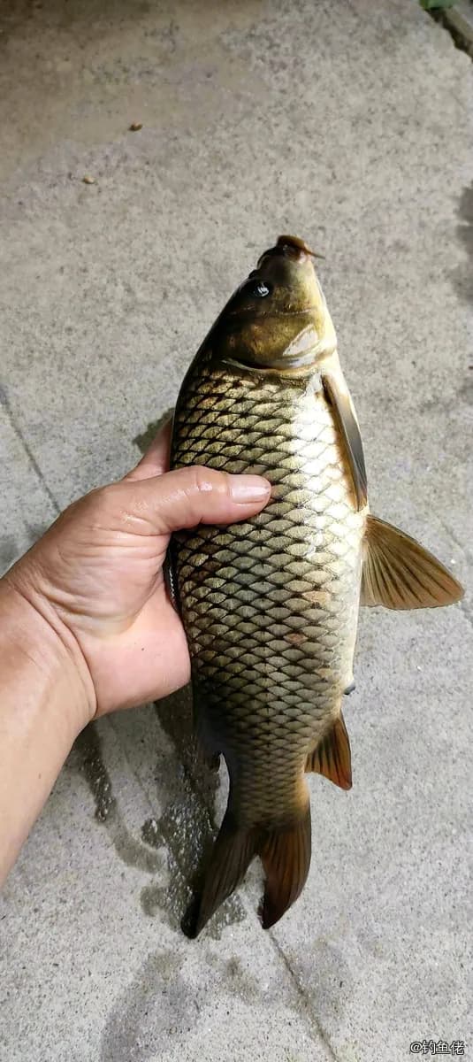 鲤鱼钓获 4kg