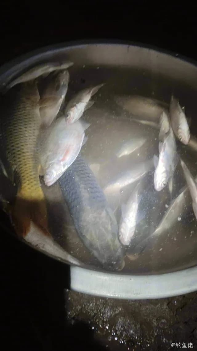 锦鲤钓获 4kg