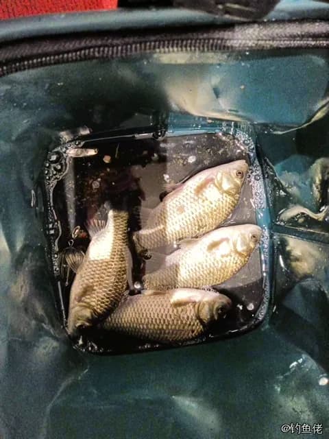 鲫鱼钓获 0.45kg