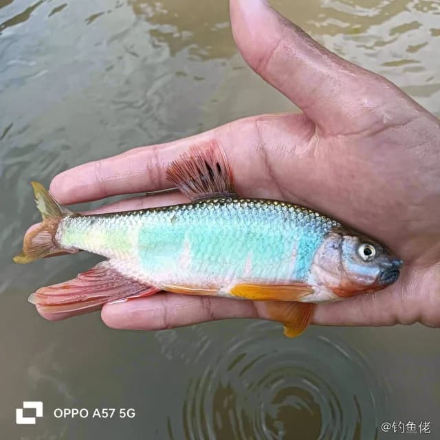 宽鳍鱲钓获 0.01kg