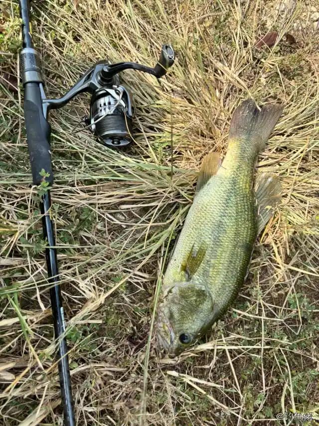 大口黑鲈钓获 1.01kg