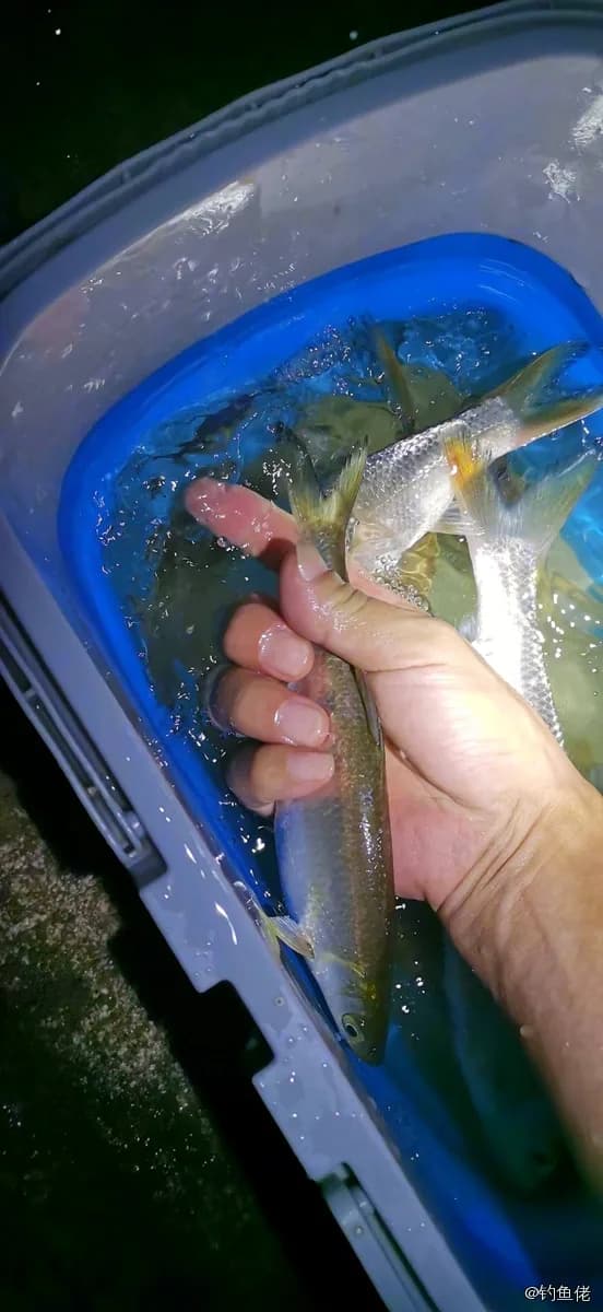 黄尾鲴钓获 0.2kg