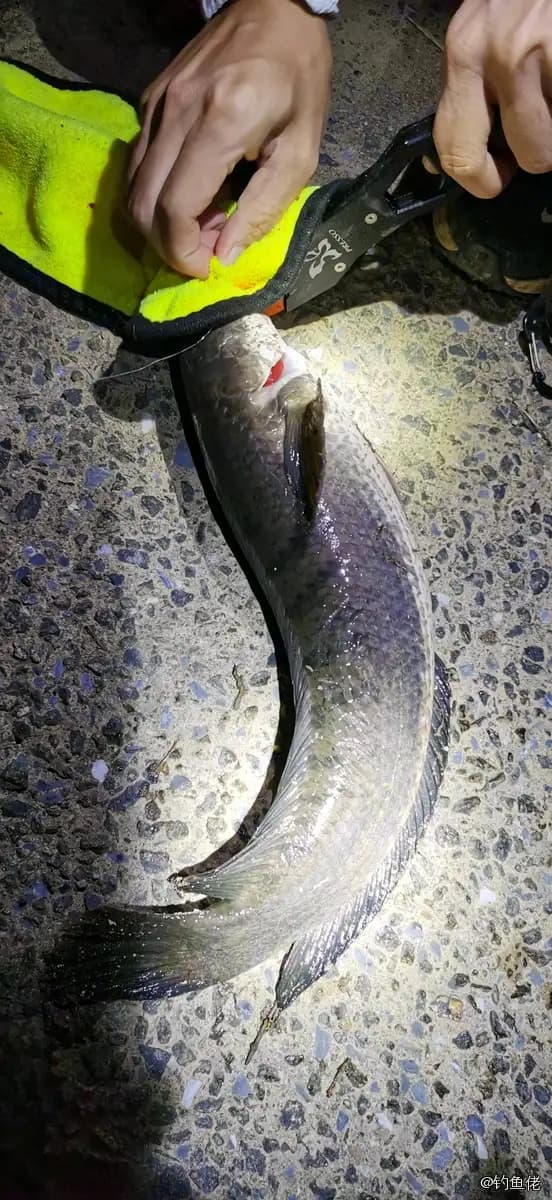 线鳢钓获 1.3kg