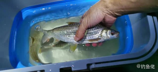 赤眼鳟钓获 0.35kg