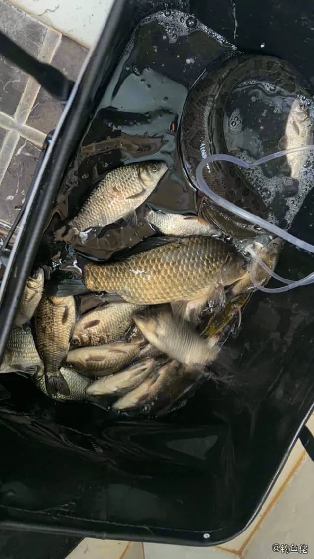 鲫鱼钓获 0.45kg