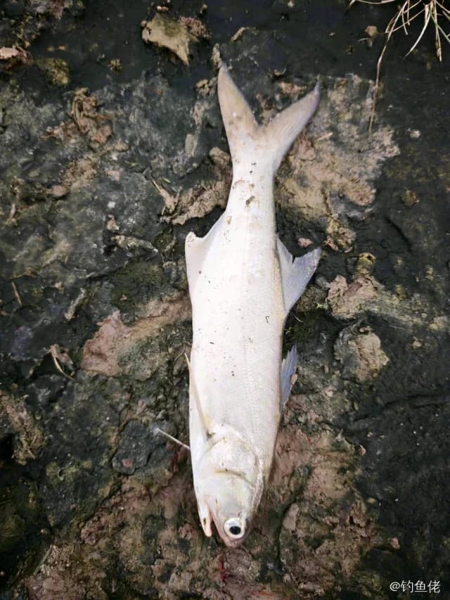 四指马鲅钓获 0.3kg