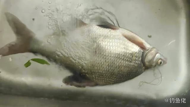 团头鲂钓获 0.9kg