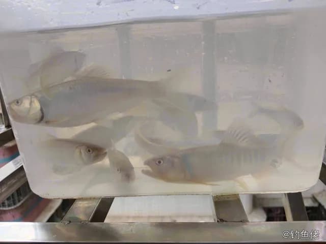 马口鱼钓获 0.6kg