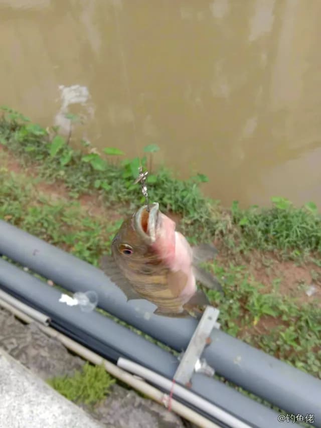 尼罗非鲫钓获 0.6kg