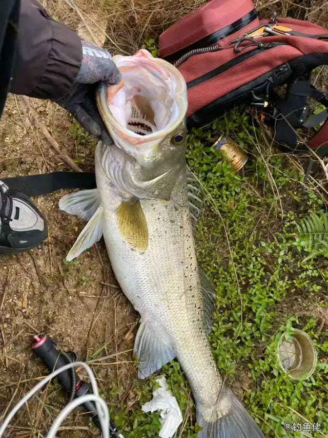 中国花鲈钓获 1kg