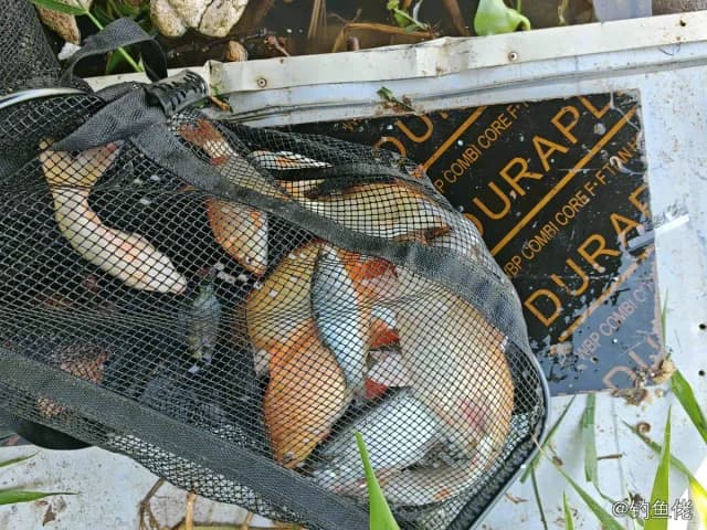锦鲤钓获 1.9kg