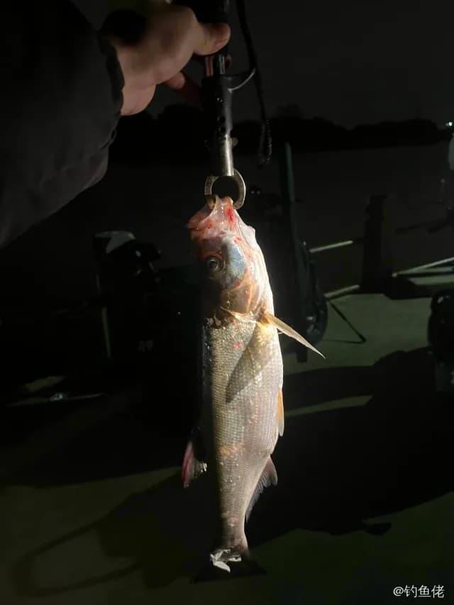 翘嘴鲌钓获 1kg