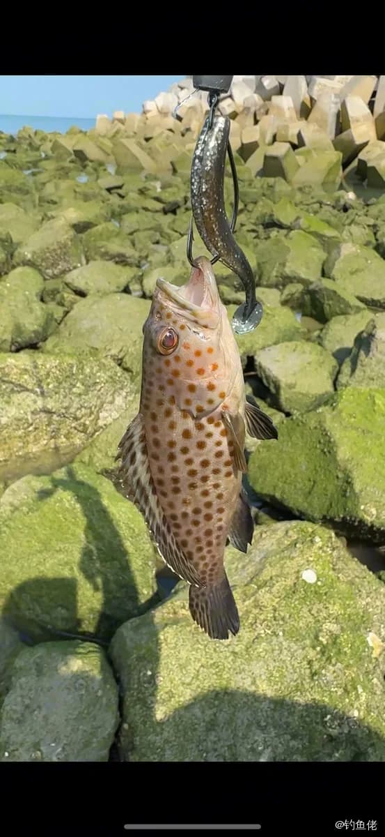 布氏石斑鱼钓获 0.12kg