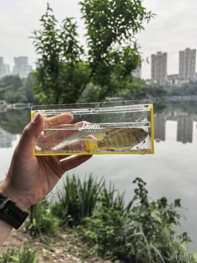 吉利非鲫钓获 0.2kg