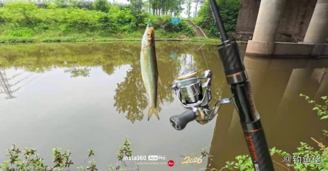 白条钓获 0.03kg