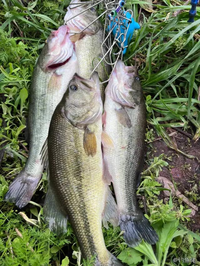 大口黑鲈钓获 1.01kg