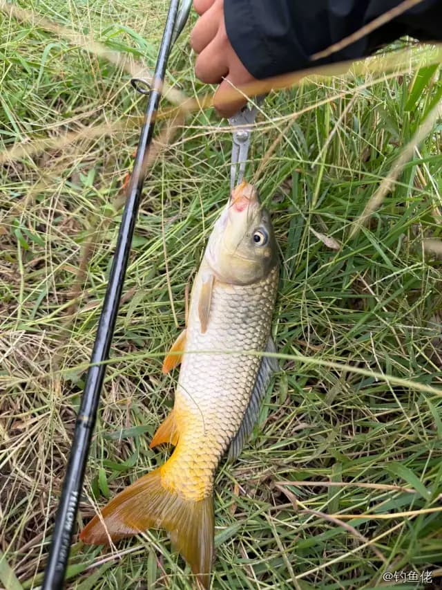 鲤鱼钓获 0.7kg