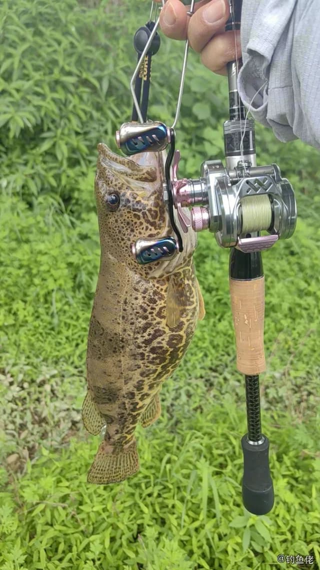 斑鳜钓获 0.9kg
